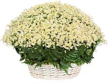 Цветочная композиция из Ромашки в корзине #REPLACE_PRED# Пышме